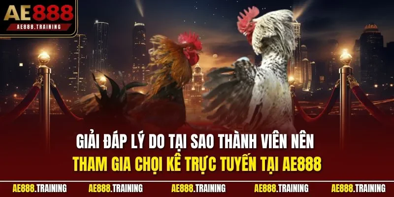 Giải đáp lý do tại sao thành viên nên tham gia chọi kê trực tuyến tại AE888
