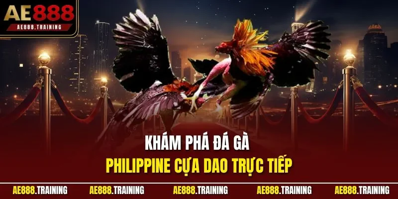 Khám phá đá gà Philippine cựa dao trực tiếp