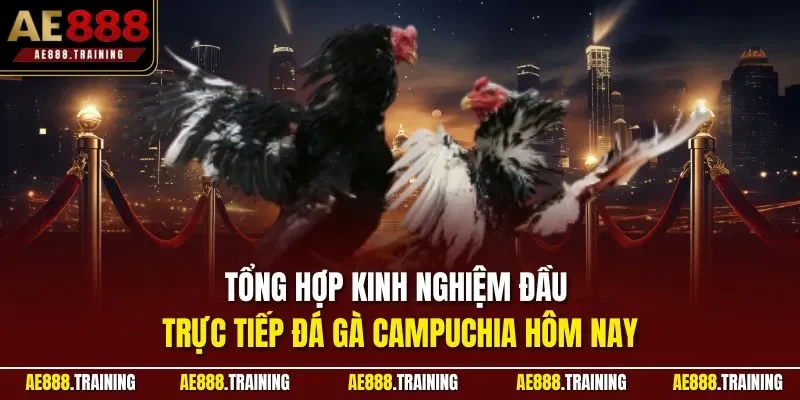 Tổng hợp kinh nghiệm đầu trực tiếp đá gà Campuchia hôm nay